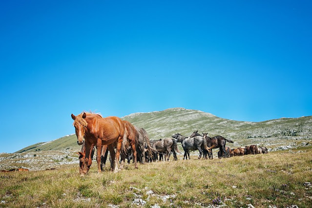 Planina Cincar