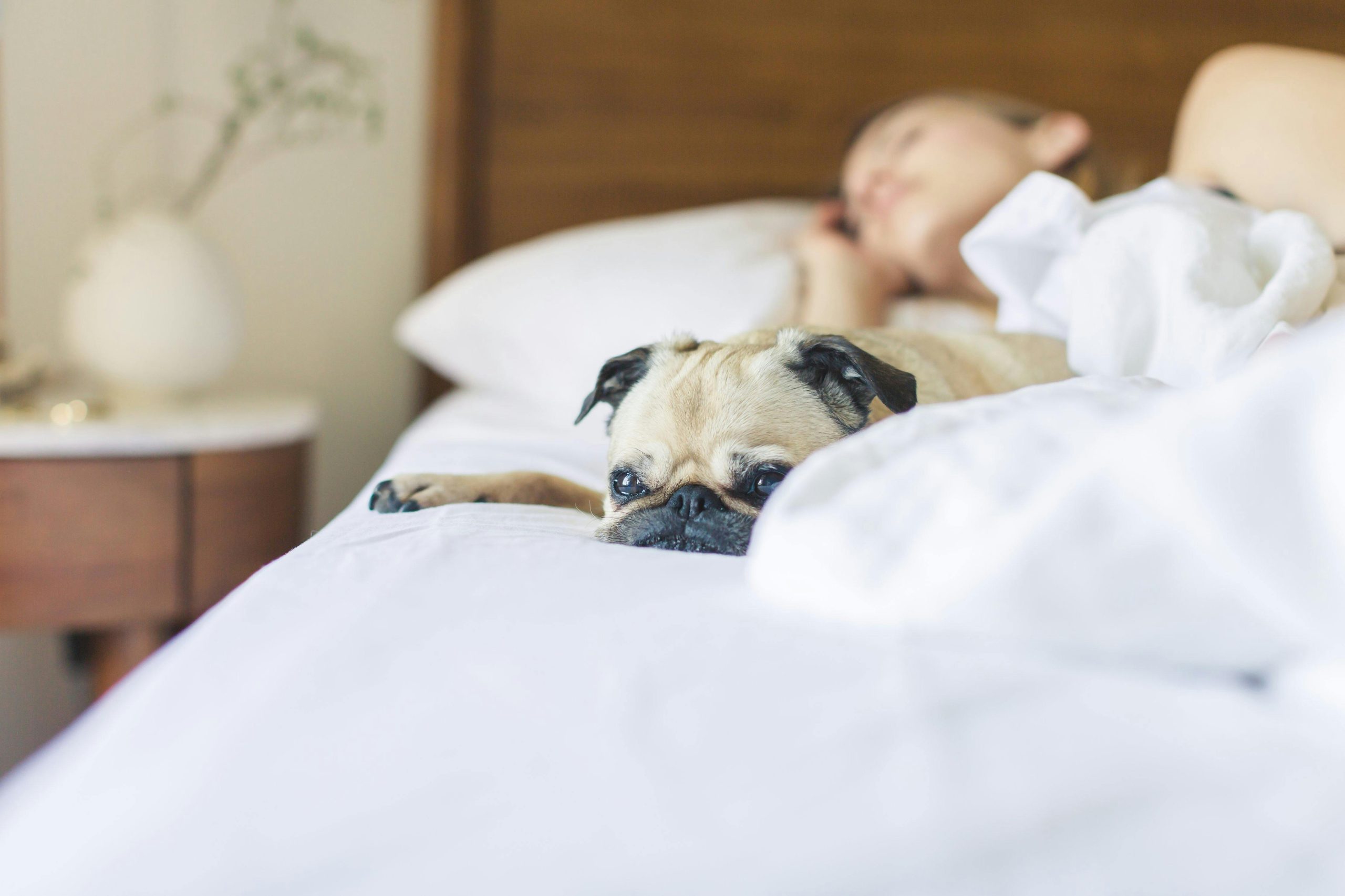 Putujete sa ljubimcem? Ovo su pet friendly smještaji u BiH