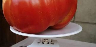 Žene masovno odlepile za najbržom paradajz dijetom: Skida 5 kilograma za samo 6 dana, topi salo bez gladovanja Žene masovno odlepile za najbržom paradajz dijetom: Skida 5 kilograma za samo 6 dana, topi salo bez gladovanja - featured image