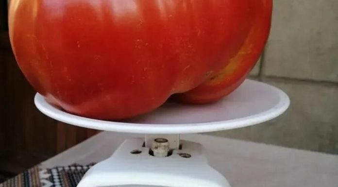Žene masovno odlepile za najbržom paradajz dijetom: Skida 5 kilograma za samo 6 dana, topi salo bez gladovanja Žene masovno odlepile za najbržom paradajz dijetom: Skida 5 kilograma za samo 6 dana, topi salo bez gladovanja - featured image