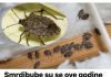 Smrdibube su se ove godine namnožile i svuda su: Savršen TRIK da ih se riješite u stanu, na balkonu i na terasi! Smrdibube su se ove godine namnožile i svuda su: Savršen TRIK da ih se riješite u stanu, na balkonu i na terasi! - featured image