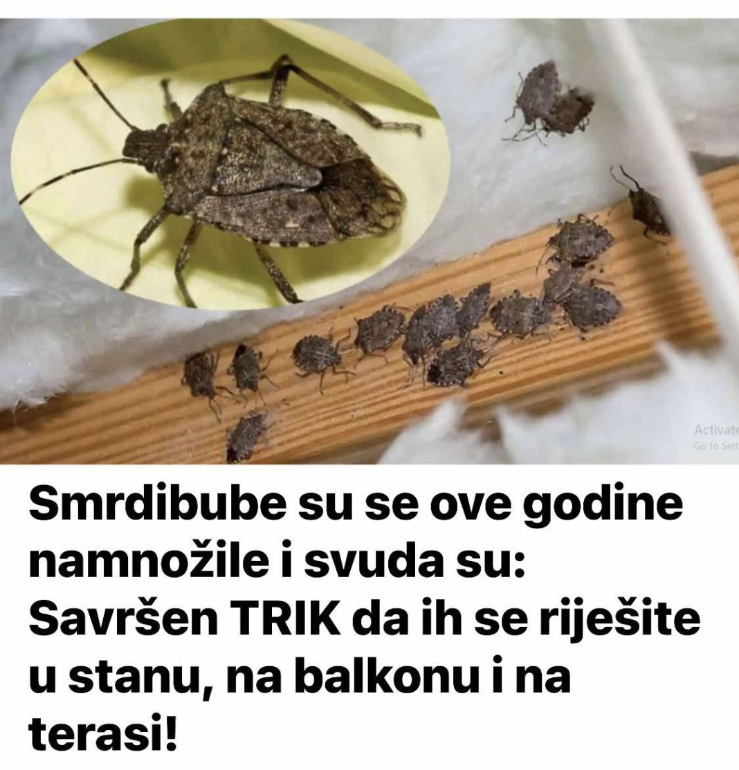 Smrdibube su se ove godine namnožile i svuda su: Savršen TRIK da ih se riješite u stanu, na balkonu i na terasi! - featured image