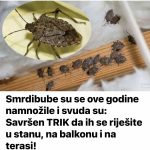 Smrdibube su se ove godine namnožile i svuda su: Savršen TRIK da ih se riješite u stanu, na balkonu i na terasi! Smrdibube su se ove godine namnožile i svuda su: Savršen TRIK da ih se riješite u stanu, na balkonu i na terasi! - featured image
