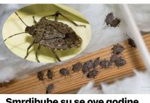 Smrdibube su se ove godine namnožile i svuda su: Savršen TRIK da ih se riješite u stanu, na balkonu i na terasi! Smrdibube su se ove godine namnožile i svuda su: Savršen TRIK da ih se riješite u stanu, na balkonu i na terasi! - featured image