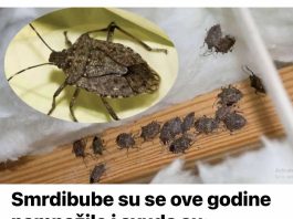 Smrdibube su se ove godine namnožile i svuda su: Savršen TRIK da ih se riješite u stanu, na balkonu i na terasi! Smrdibube su se ove godine namnožile i svuda su: Savršen TRIK da ih se riješite u stanu, na balkonu i na terasi! - featured image