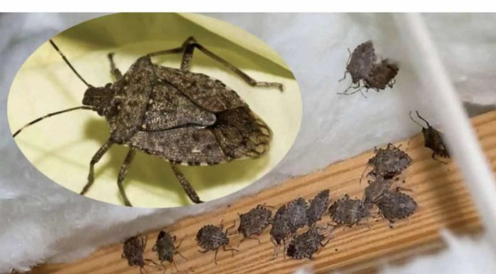 Smrdibube su se ove godine namnožile i svuda su: Savršen TRIK da ih se riješite u stanu, na balkonu i na terasi! Smrdibube su se ove godine namnožile i svuda su: Savršen TRIK da ih se riješite u stanu, na balkonu i na terasi! - featured image