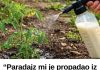 “Paradajz mi je propadao iz dana u dan… a onda mi je stari baštovan otkrio jedan trik iz kuhinje koji je potpuno zaustavio plamenjaču!” 🍅🥛 “Paradajz mi je propadao iz dana u dan… a onda mi je stari baštovan otkrio jedan trik iz kuhinje koji je potpuno zaustavio plamenjaču!” 🍅🥛 - featured image