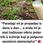 “Paradajz mi je propadao iz dana u dan… a onda mi je stari baštovan otkrio jedan trik iz kuhinje koji je potpuno zaustavio plamenjaču!” 🍅🥛 “Paradajz mi je propadao iz dana u dan… a onda mi je stari baštovan otkrio jedan trik iz kuhinje koji je potpuno zaustavio plamenjaču!” 🍅🥛 - featured image