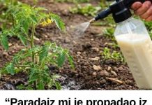 “Paradajz mi je propadao iz dana u dan… a onda mi je stari baštovan otkrio jedan trik iz kuhinje koji je potpuno zaustavio plamenjaču!” 🍅🥛 “Paradajz mi je propadao iz dana u dan… a onda mi je stari baštovan otkrio jedan trik iz kuhinje koji je potpuno zaustavio plamenjaču!” 🍅🥛 - featured image
