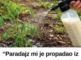 “Paradajz mi je propadao iz dana u dan… a onda mi je stari baštovan otkrio jedan trik iz kuhinje koji je potpuno zaustavio plamenjaču!” 🍅🥛 “Paradajz mi je propadao iz dana u dan… a onda mi je stari baštovan otkrio jedan trik iz kuhinje koji je potpuno zaustavio plamenjaču!” 🍅🥛 - featured image