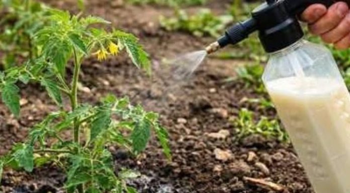 “Paradajz mi je propadao iz dana u dan… a onda mi je stari baštovan otkrio jedan trik iz kuhinje koji je potpuno zaustavio plamenjaču!” 🍅🥛 “Paradajz mi je propadao iz dana u dan… a onda mi je stari baštovan otkrio jedan trik iz kuhinje koji je potpuno zaustavio plamenjaču!” 🍅🥛 - featured image