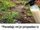 “Paradajz mi je propadao iz dana u dan… a onda mi je stari baštovan otkrio jedan trik iz kuhinje koji je potpuno zaustavio plamenjaču!” 🍅🥛 “Paradajz mi je propadao iz dana u dan… a onda mi je stari baštovan otkrio jedan trik iz kuhinje koji je potpuno zaustavio plamenjaču!” 🍅🥛 - featured image