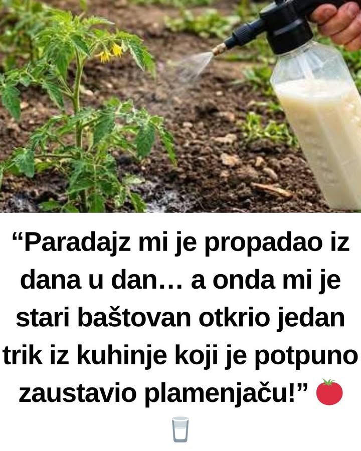 “Paradajz mi je propadao iz dana u dan… a onda mi je stari baštovan otkrio jedan trik iz kuhinje koji je potpuno zaustavio plamenjaču!” 🍅🥛 - featured image