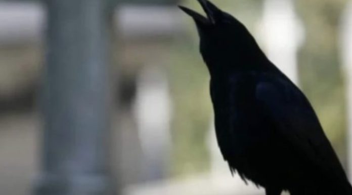 SIGNALI KOJE PREMINULE OSOBE ŠALJU: Poznati medij tvrdi da je to ZNAK da su tu i da nam žele nešto poručiti SIGNALI KOJE PREMINULE OSOBE ŠALJU: Poznati medij tvrdi da je to ZNAK da su tu i da nam žele nešto poručiti - featured image