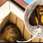 Domaći TRIK za otklanjanje stršljena: Samo sam ga stavio u baštu i sutradan ih nema! Domaći TRIK za otklanjanje stršljena: Samo sam ga stavio u baštu i sutradan ih nema! - featured image