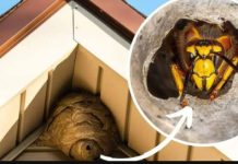 Domaći TRIK za otklanjanje stršljena: Samo sam ga stavio u baštu i sutradan ih nema! Domaći TRIK za otklanjanje stršljena: Samo sam ga stavio u baštu i sutradan ih nema! - featured image