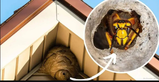 Domaći TRIK za otklanjanje stršljena: Samo sam ga stavio u baštu i sutradan ih nema! - featured image Domaći TRIK za otklanjanje stršljena: Samo sam ga stavio u baštu i sutradan ih nema! - featured image