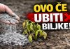 GLAVNA GREŠKA S PEPELOM! Ove biljke neće nahraniti, nego će ih UNIŠTITI! GLAVNA GREŠKA S PEPELOM! Ove biljke neće nahraniti, nego će ih UNIŠTITI! - featured image