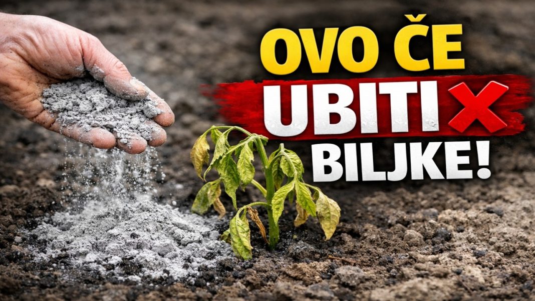GLAVNA GREŠKA S PEPELOM! Ove biljke neće nahraniti, nego će ih UNIŠTITI! - featured image
