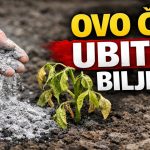 GLAVNA GREŠKA S PEPELOM! Ove biljke neće nahraniti, nego će ih UNIŠTITI! GLAVNA GREŠKA S PEPELOM! Ove biljke neće nahraniti, nego će ih UNIŠTITI! - featured image
