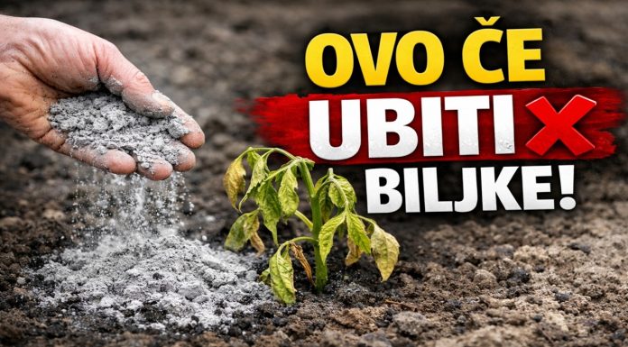 GLAVNA GREŠKA S PEPELOM! Ove biljke neće nahraniti, nego će ih UNIŠTITI! GLAVNA GREŠKA S PEPELOM! Ove biljke neće nahraniti, nego će ih UNIŠTITI! - featured image